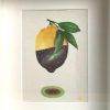 'Lemon Universe', oil on linen, 20x12 cm